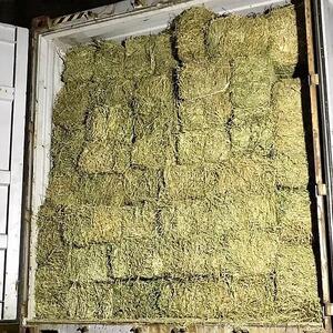 Alfalfa