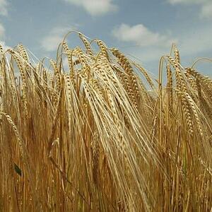 Barley