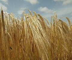 Barley