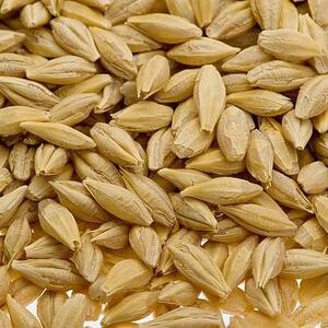 Barley