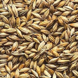 Barley