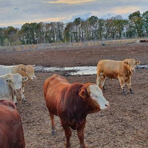 Cattle