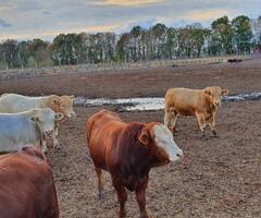 Cattle