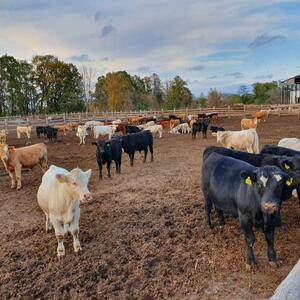 Cattle