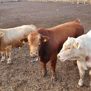 Cattle
