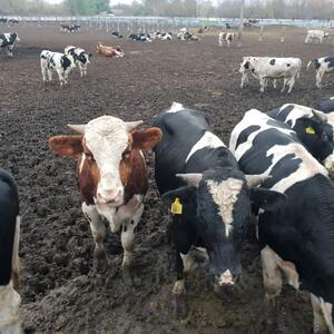 Cattle
