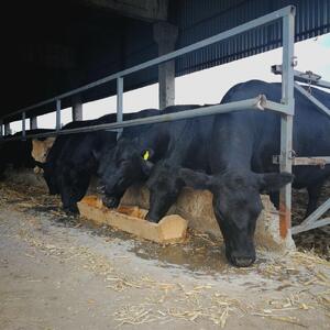Cattle
