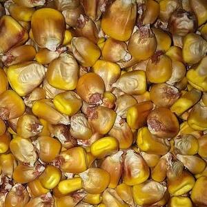 Yellow Corn