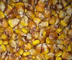 Yellow Corn
