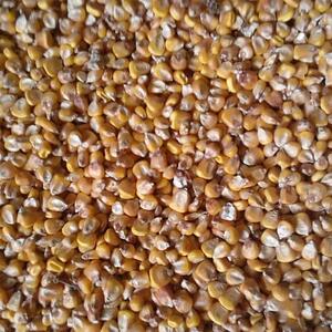Yellow Corn