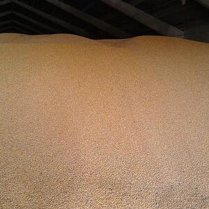 Yellow Corn