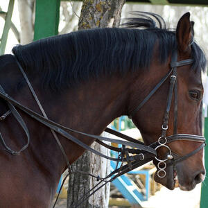 Horse Breeding