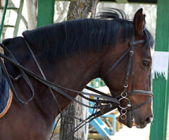 Horse Breeding