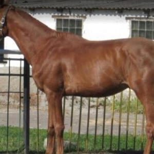 Horse Breeding