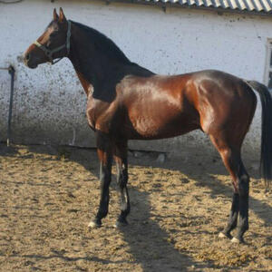 Horse Breeding
