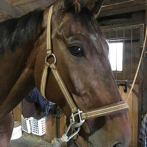 Horse Breeding