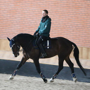 Horse Breeding