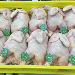 Frozen Chicken