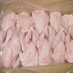 Frozen Chicken