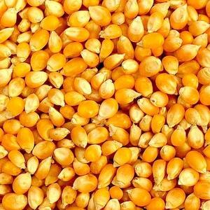 Popcorn Kernels