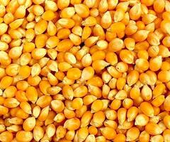 Popcorn Kernels