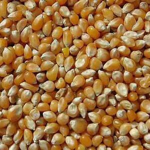 Popcorn Kernels