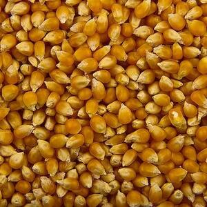 Popcorn Kernels