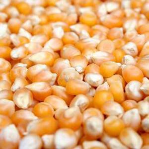 Popcorn Kernels