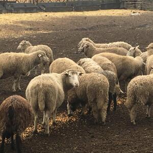 Live Sheep & Goats