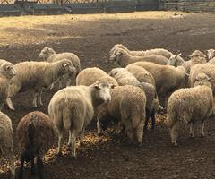 Live Sheep & Goats