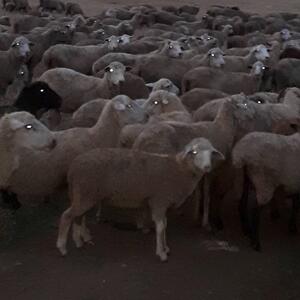 Live Sheep & Goats