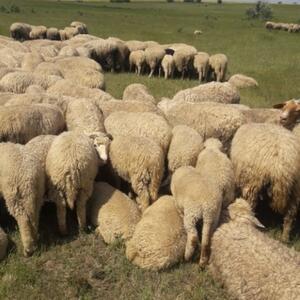 Live Sheep & Goats