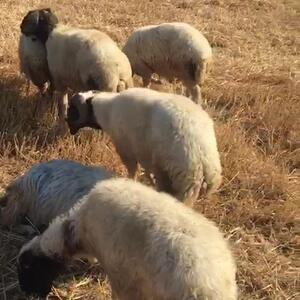 Live Sheep & Goats