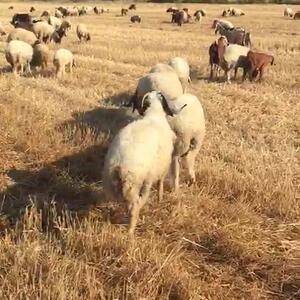 Live Sheep & Goats