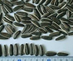 Sunflower Seeds