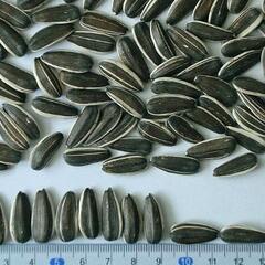 Sunflower Seeds