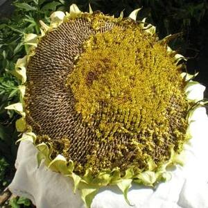 Sunflower Seeds