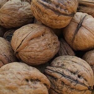 Walnut