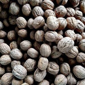 Walnut