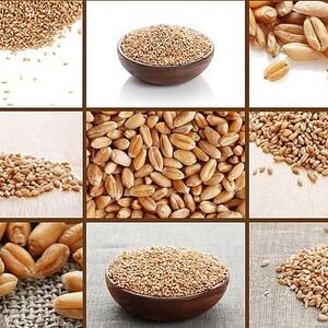 Wheat Grain