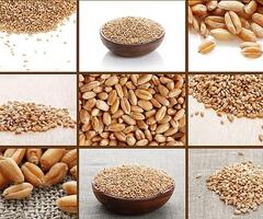 Wheat Grain