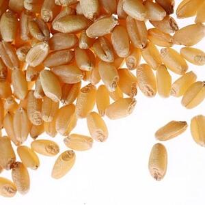 Wheat Grain