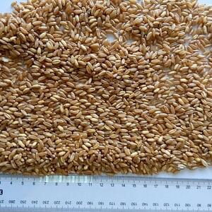 Wheat Grain