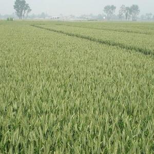Wheat Grain