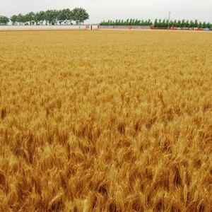 Wheat Grain